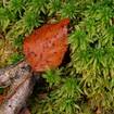 Torfmoose (Sphagnum spec.)
Torfmoose sorgen dafür, dass Moore das ganze Jahr über nass sind, denn sie können das 15 bis 30fache ihres Trockengewichtes an Wasser speichern. Und sie sind die wichtigsten Torfbildner im Moor. Im Hochmoor gilt daher: ohne Torf-Moos nix los!