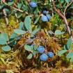 Rauschbeere (Vaccinium uliginosum)
Die Rauschbeeren reifen im Spätsommer, sind außen blau, haben aber im Gegensatz zur Heidelbeere innen helles Fruchtfleisch und hellen Saft. Trotz ihres Namens ist der Verzehr von einigen Beeren bedenkenlos.