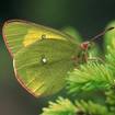 Hochmoor-Gelbling (Colias palaeno)
Die einzige Futterpflanze für die Raupe des Hochmoor-Gelblings ist die Rauschbeere.
Die ausgewachsenen Falter fliegen in die blütenreichen Streuwiesen, um Nektar zu sammeln. Darum ist eine enge Verzahnung von Hochmooren und blütenreichen Wiesen für diese Art lebenswichtig …
