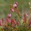 Moosbeere (Vaccinium oxycoccos)
Der niedrige Zwergstrauch wird nur wenige Zentimeter hoch. Seine langen, dünnen Zweige legt er dabei wie Spaghetti über die Bulten. Während die meisten Tiere die harten ledrigen Blätter der Moosbeere verschmähen, ernährt sich die Raupe des Moosbeerenspanners ausschließlich von dieser Pflanze. Auch die Raupen des Hochmoor-Bläuling  und des Hochmoor-Perlmuttfalters fressen von den Blättern des Strauches. Auffällig sind die, als „Moosäpfel“ bezeichneten, roten Früchte. Sie sind reich an Vitamin C und werden zu Marmelade, Tee oder Saft verarbeitet oder zu Wildbraten serviert. Die meisten kennen vermutlich ihre amerikanische Verwandte, die Großfruchtige Moosbeere, die dort „Cranberry“ genannt wird. Tiere fressen die Frucht und scheiden den unverdaulichen Samen wieder aus. So sichert die Moosbeere ihre Ausbreitung. 