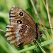 Riedteufel (Minois dryas)
Meist sitzt dieser große Augenfalter – auch Blaukernauge genannt – gut getarnt mit geschlossenen Flügeln zwischen den Gras- und Schilfhalmen. Wenn man näher kommt, fliegt er taumelnd auf oder öffnet ruckartig seine Flügel. Dann kommen seine blau gekernten, namensgebenden Augenflecke zur Geltung, die wohl zur Abschreckung von Fressfeinden dienen.
