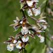 Sumpf-Stendelwurz (Epipactis palustris)