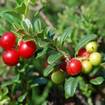 Preiselbeere (Vaccinium vitis-idaea)
Die Preiselbeere ist ein immergrüner, aufrechter bis kriechender Zwergstrauch und erreicht Wuchshöhen zwischen 10 und 40 Zentimeter. Die Blätter und Zweige sind flaumig behaart. Besonders ins Auge fallen die kleinen roten Beeren. Zu Marmelade verarbeitet werden sie typischerweise zu Wildgerichten serviert.