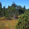 Spirke/ Moor-Kiefer (Pinus rotunda)
Die Spirke oder Moor-Kiefer ist die typische Baumart der Allgäuer Moore. Auf den nährstoffarmen sauren Moorböden wächst sie sehr langsam und hat dadurch ein hartes, haltbares Holz. Die Stämme der „Pfotschen“ werden daher gerne als Zaunpfähle verwendet.