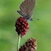 Dunkler Wiesenknopf-Ameisenbläuling (Maculinea nausithous)
Wie der Name schon verrät, ist die Haupt-Nahrungspflanze dieses dunkelblauen Schmetterlings der Große Wiesenknopf (Sanguisorba officinalis). Die dunkelroten Jungraupen fressen sich an den Blüten und unreifen Früchten satt, bis sie sich nach einigen Wochen fallen lassen. Jetzt vertrauen sie darauf, dass sie von einer bestimmten Ameisenart adoptiert werden. Die Raupe imitert dazu den Geruch dieser Ameise, die sie fortan wie ihre eigenen Larven durchfüttert. Nach der Verpuppung im Frühjahr muss der Falter aber schnell aus dem Nest fliehen. Da ihm die schützende Duftmarkierung fehlt, ist er jetzt Beute der Ameisen. Das Überleben des Schmetterlings hängt damit nicht nur von der Futterpflanze ab, sondern auch von aussreichend starken Beständen seiner Wirtsameise.
