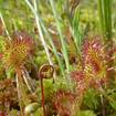 Rundblättriger Sonnentau (Drosera rotundifolia)
Mit dem verführerischen Duft und dem verlockenden Glanz seiner Tentakeltröpfchen zieht er hungrige Insekten an. Bei Kontakt entpuppt sich das vermeintliche
Erfrischungsgetränk jedoch als Sekundenkleber und die Beute wird an der Blattfläche durch Enzyme verdaut. Im Logo der Allgäuer Moorallianz ist der Sonnentau Symbol für intakte Moore.