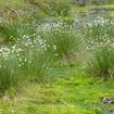 Scheidiges Wollgras (Eriophorum vaginatum)
Das Scheidige Wollgras ist eine typische Pionierpflanze auf offenem Hochmoortorf. Sie wächst in dichten Polstern und bildet keine Ausläufer. Auf den schlanken 20 bis 60 cm hohen Halmen trägt es jeweils ein einzelnes silbergraues Ährchen. Nach der Blütezeit von März bis Mai wachsen aus den Blüten lange gerade 3-4 cm lange Wollhaare aus (erio-phorum = Wollträger), die dem Samen als Flugorgan dienen. Früher wurden die Wollhaare auch als Watte und zum Füllen von Kissen verwendet. Mit ihren faserig verwitternden Blattscheiden gehören Wollgräser zu den wichtigsten Torfbildnern. Zu Notzeiten wurden, mit dem daraus entstandenen Fasertorf, sogar grobe Spinnwaren hergestellt. 