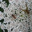 Gerandete Jagdspinne (Dolomedes fimbriatus)
Diese Spinne kommt sowohl in Feuchtwiesen, Hochmooren als auch Bruchwäldern vor. Sie ist gelbbraun bis schwarzbraun gefärbt und trägt auf ihrem Rücken einen auffälligen weißen bis gelblichen Längsstreifen. Eine Besonderheit dieser Spinnenart ist ihre dichte Behaarung durch die sie sich auf dem Wasser mühelos bewegen kann, bei Gefahr taucht sie aber unter.