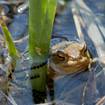 Erdkröte (Bufo bufo)
Die Erdkröte ist ein wechselwarmes Tier, das im Allgemeinen dämmerungsaktiv ist. Tagsüber ruhen die Tiere unter Steinen, zerfallenen Mauern, Totholz, Laub, Gebüschen oder in selbst gegrabenen Erdlöchern.
Als Lebensräume besiedeln sie ein breites Spektrum von Biotopen, das von Wäldern über halboffene Landschaften.