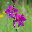 Sumpf-Gladiole (Gladiolus palustris) 
Die attraktiven violetten Blüten der Sumpf-Gladiole sind von Mai bis Juli zu bewundern. Sie besiedelt kalkhaltige Streuwiesen. Da die Samenreife und die Verlagerung der Nährstoffe in die Wurzelknollen erst ca. 4-6 Wochen nach der Blüte erfolgt, wird die Art durch eine späte Mahd ab September gefördert. Durch frühe Schnittzeitpunkte, Düngung oder Verbuschung der Wuchsorte wird die Art immer mehr verdrängt.