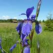 Iris (Iris sibirica)
Die Sibirische Schwertlilie braucht einen kühlen und feuchten Lebensraum. Sie zieht sich zur  Überwinterung in das sog. Rhizom zurück und blüht im Mai.